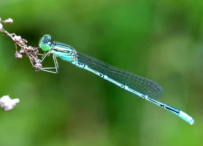 昆虫図鑑・セスジイトトンボ